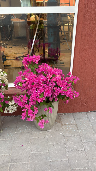 Clearance Sale Bougainvillea at 199DH