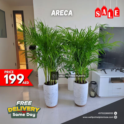 Mega Sale 💥