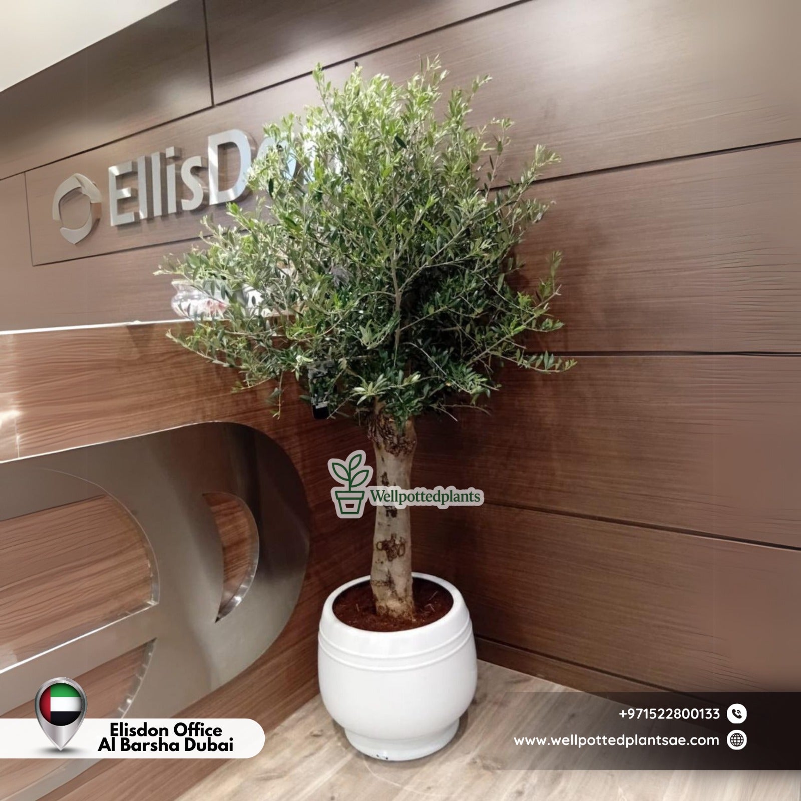 Olive for Office in Ceramic 1.8m to 2m