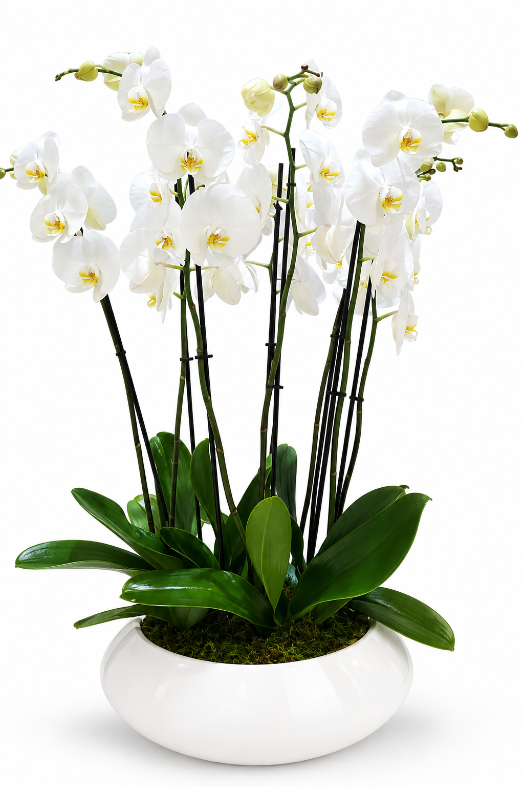 Real Orchid Premium 5-6 sets of orchid flowers)