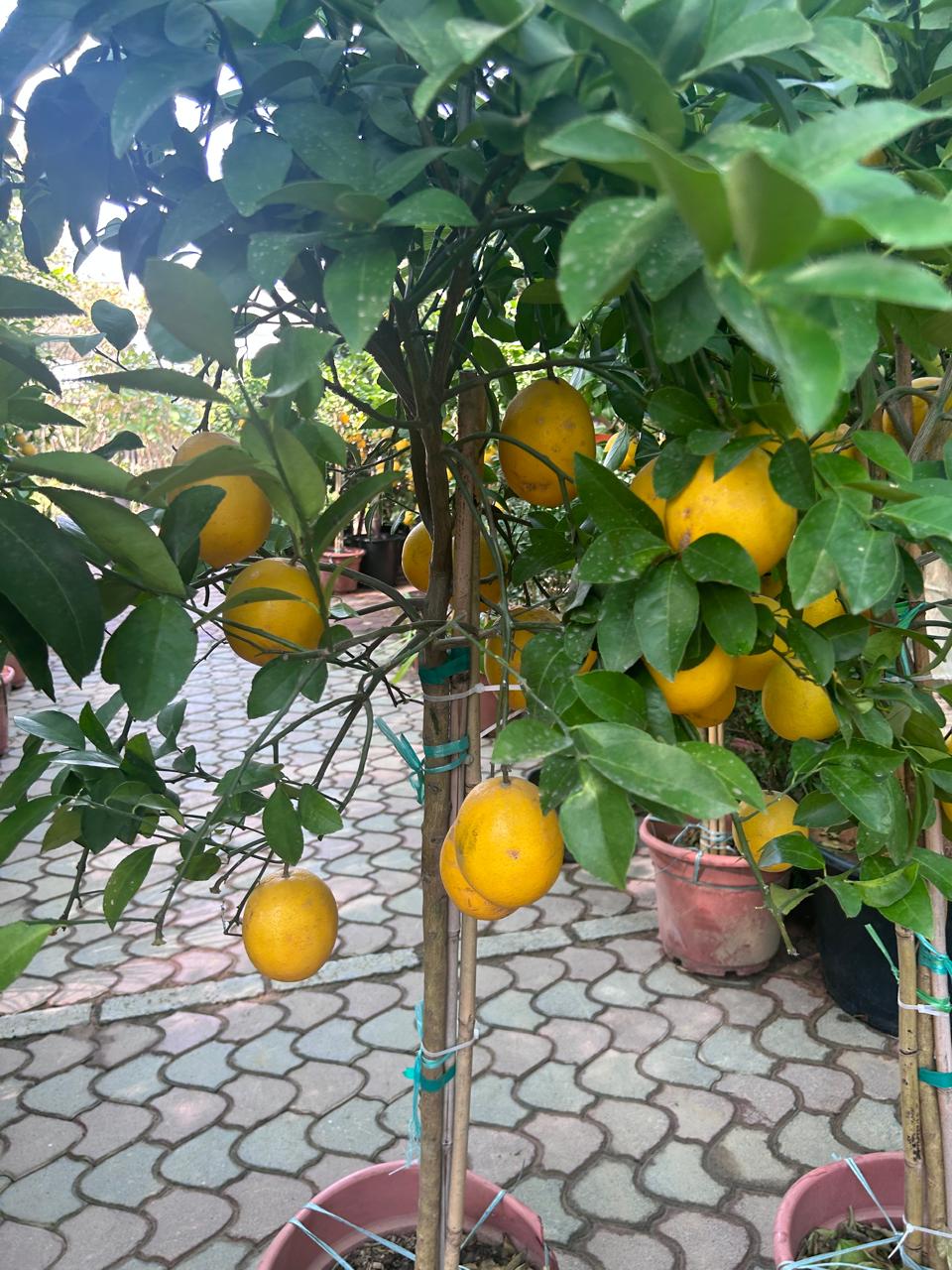 Lemon yellow in Nursery Pot Big Outdoor Plants UAE
