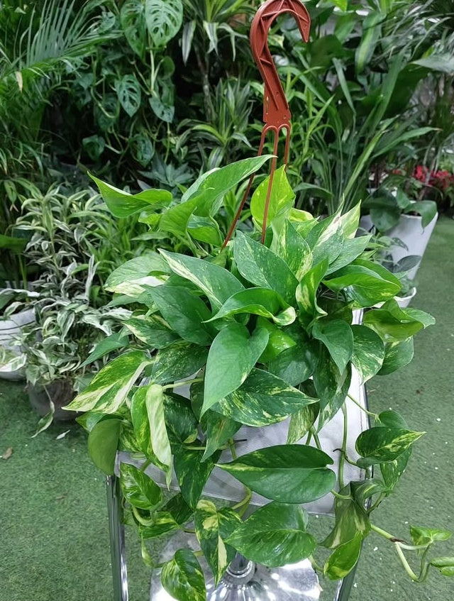 Mega Sale Money Hanging Plant UAE
