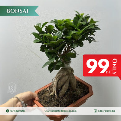 Mega Sale 💥