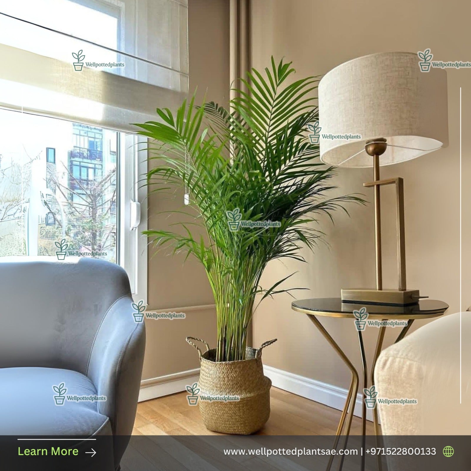Areca Premium in Basket Plants UAE