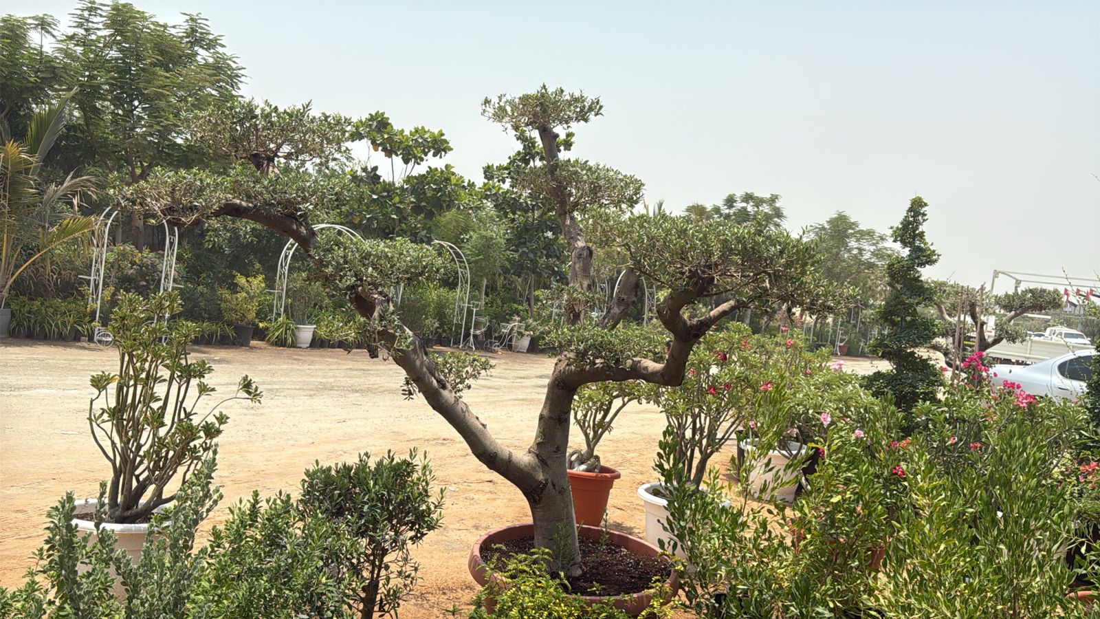 Olive Tree Bonsai Multiple Head Plants Dubai