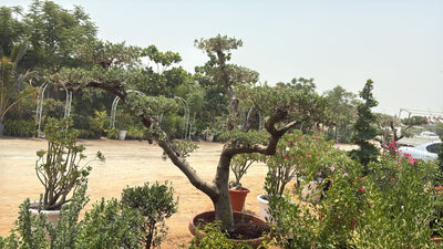 Olive Tree Bonsai Multiple Head Plants Dubai
