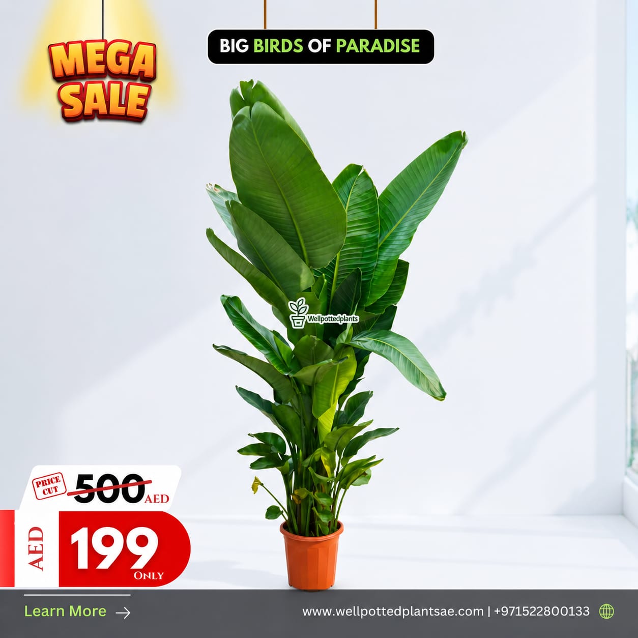 Mega Sale 💥