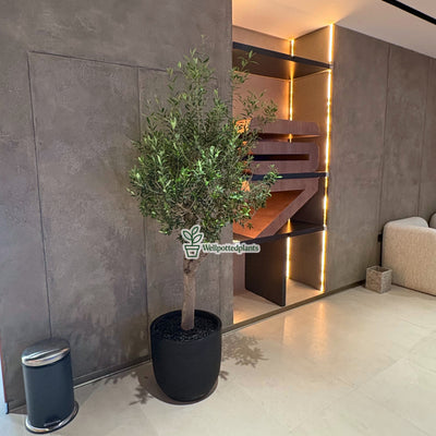 Olive Tree Indoor in Fiber Black Matte Premium