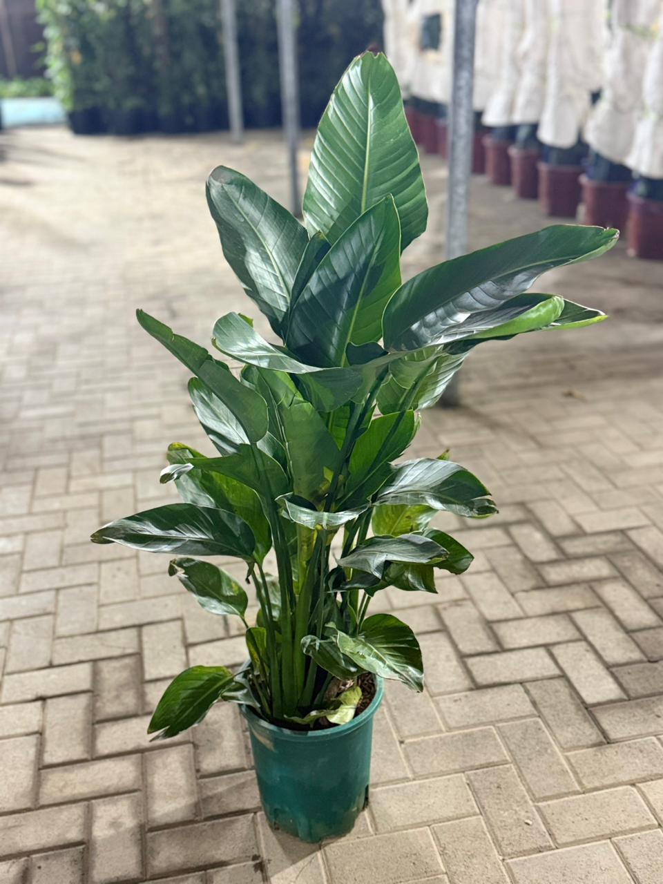 Bird of Paradise Strelitzia Nicolai 110-130cm Plants UAE