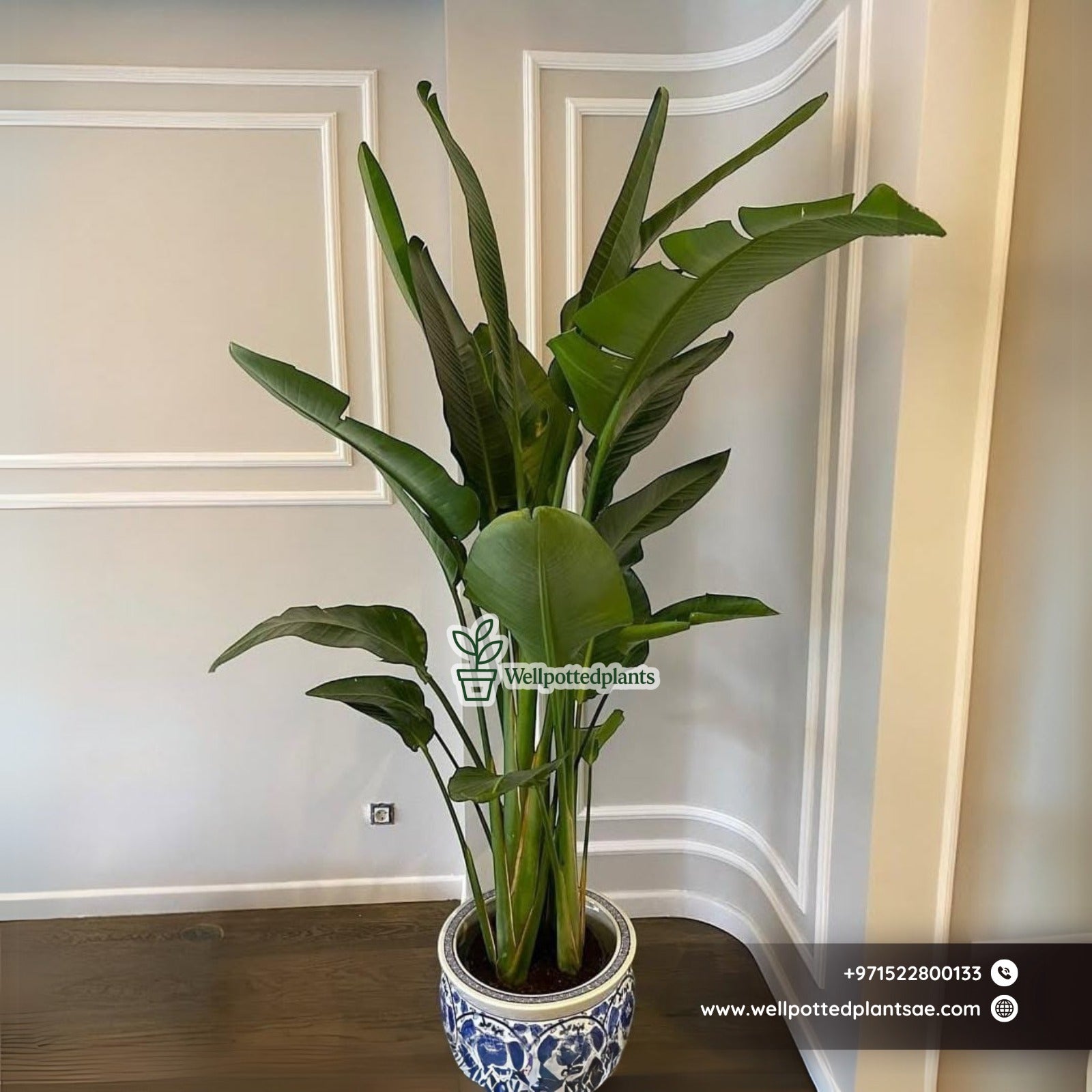 Chinese Classic Ceramic Pot Hand Made Plant Dubai