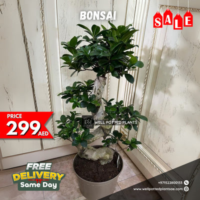 Mega Sale 💥