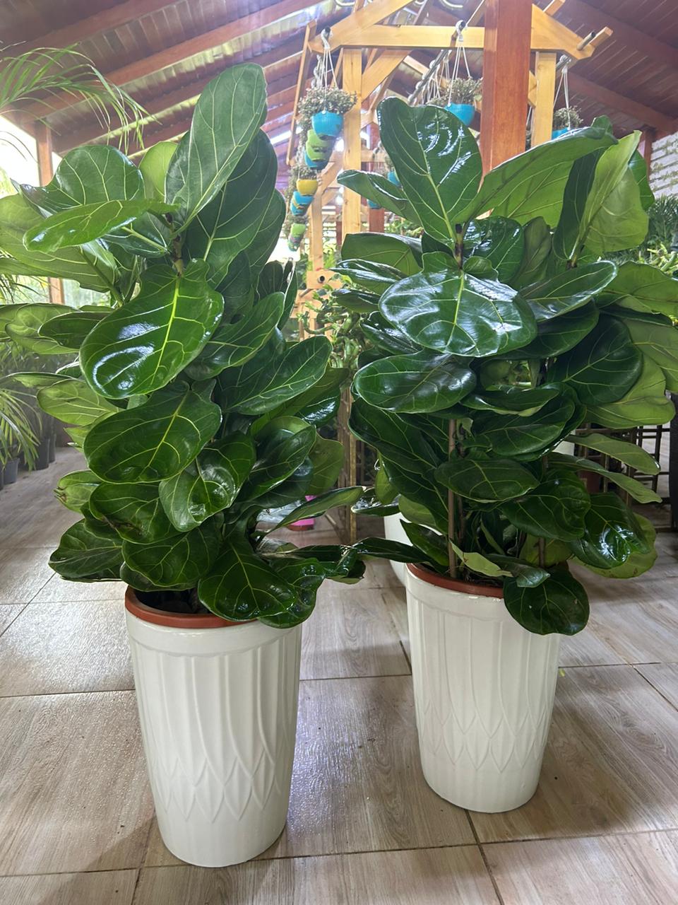 Fiddle Tree (Each) PROMO|130cm