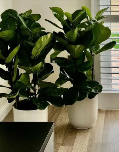 Premium fiddle each in white pot|130cm
