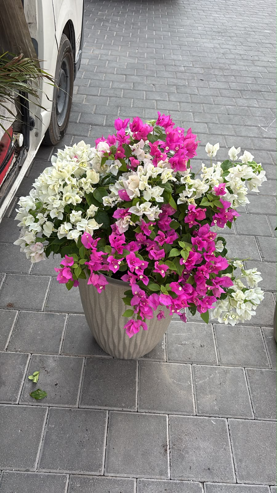 Clearance Sale Bougainvillea at 199DH