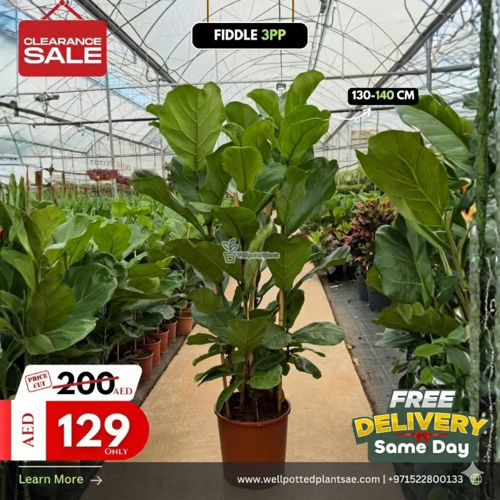 Clearance Sale Fiddle Members Exclusive Plants UAE at 110cm to 130cm