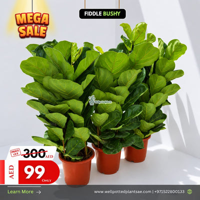 Mega Sale 💥