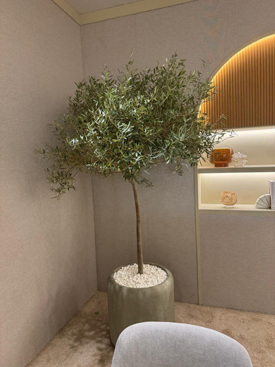 Olive Large in Ceramic Pot from Spain 2m Plants UAE