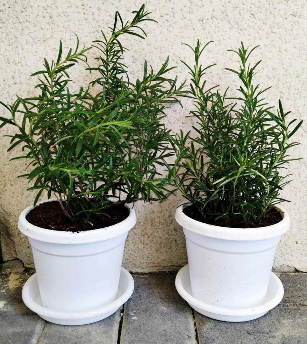 Rose Mary Bundle 2pc