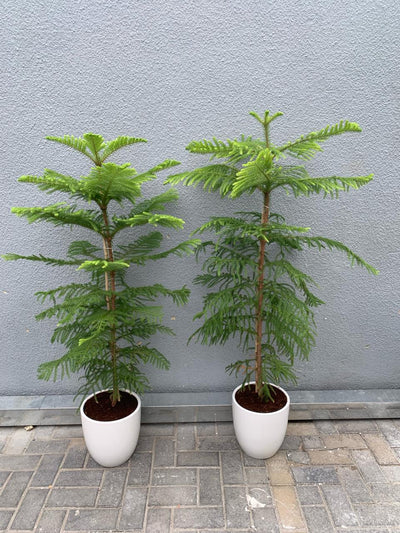 Christmas Pine Tree on Promo