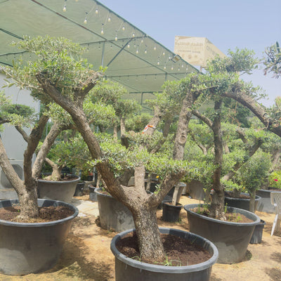 Olive Tree Bonsai Multiple Head Plants Dubai
