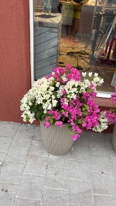 Clearance Sale Bougainvillea at 199DH