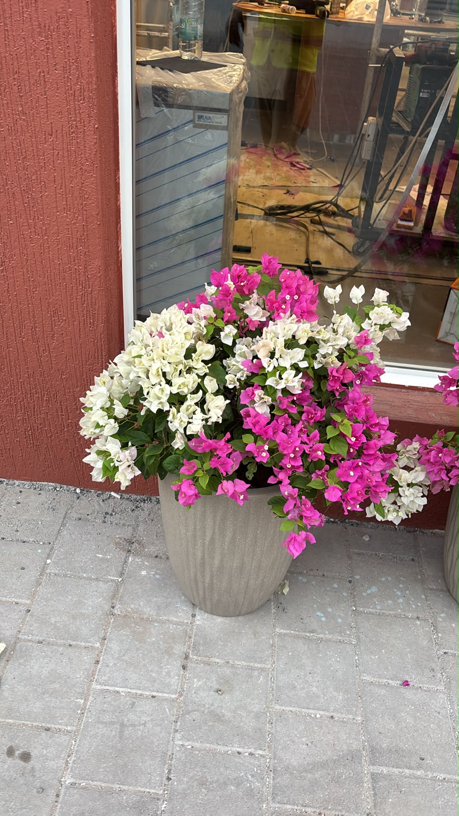 Clearance Sale Bougainvillea at 199DH