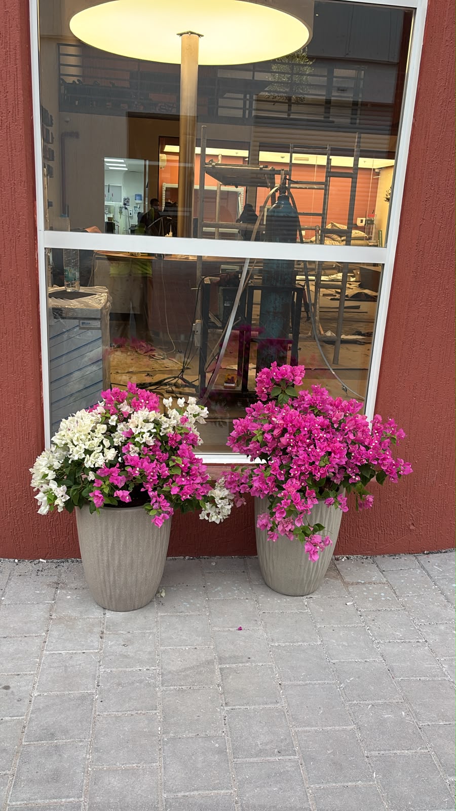 Clearance Sale Bougainvillea at 199DH