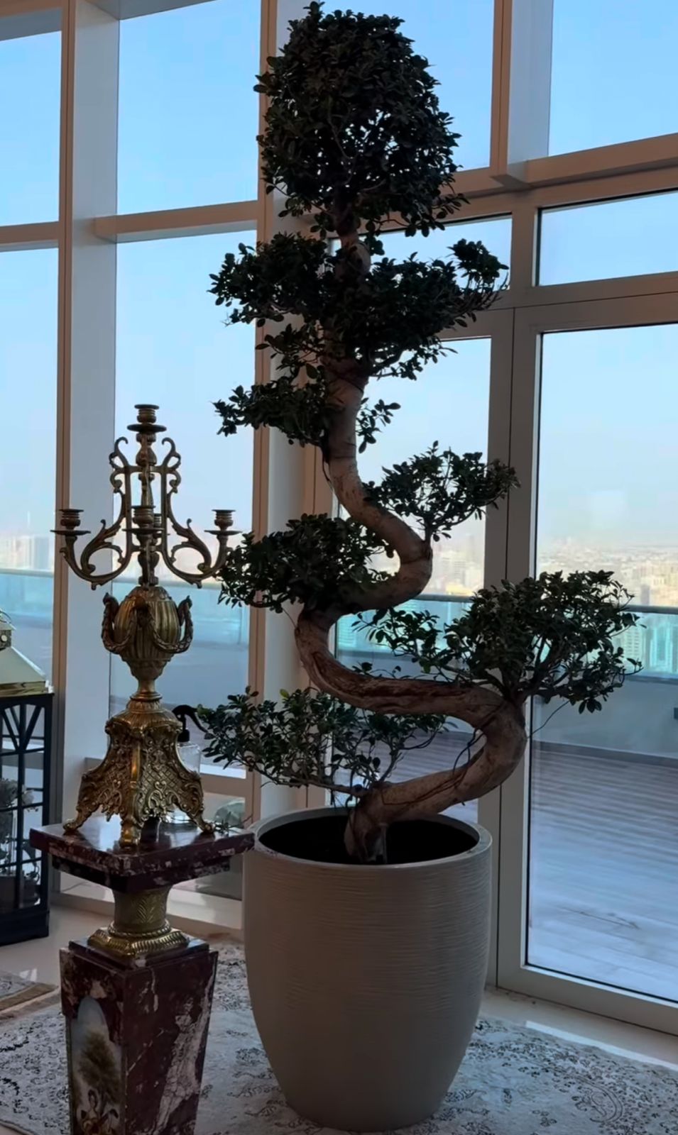 Bonsai Large shape premium in fiber Plants Dubai
