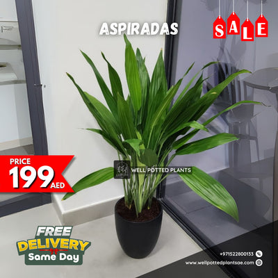 Mega Sale 💥