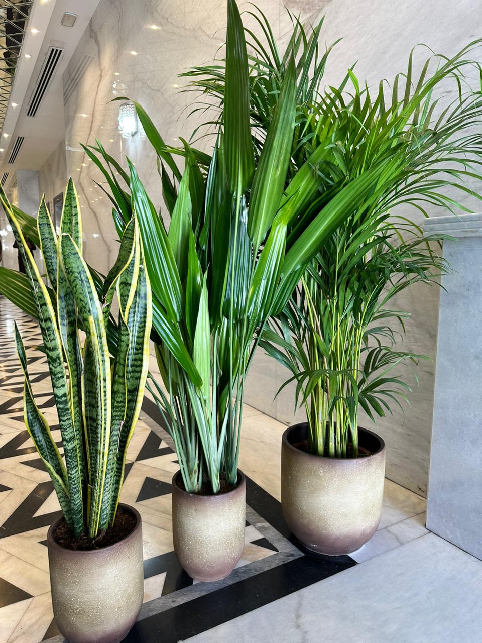 Air Purifying Bundle in Beige/White/Black NEW