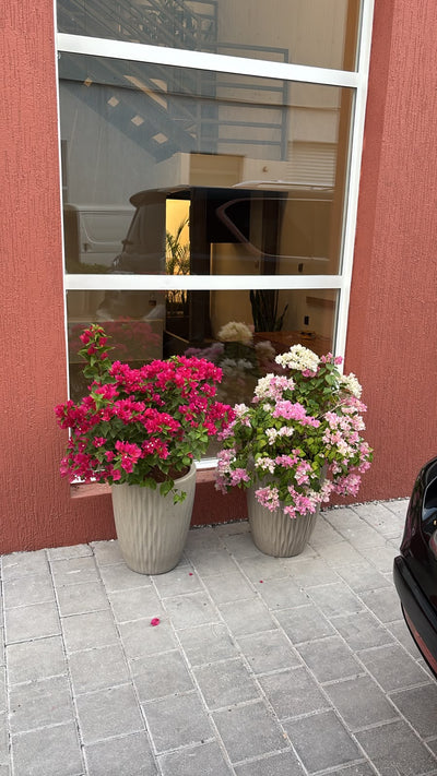 Clearance Sale Bougainvillea at 199DH