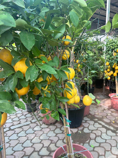 Lemon Tree Promo BIG Ramadan Offer