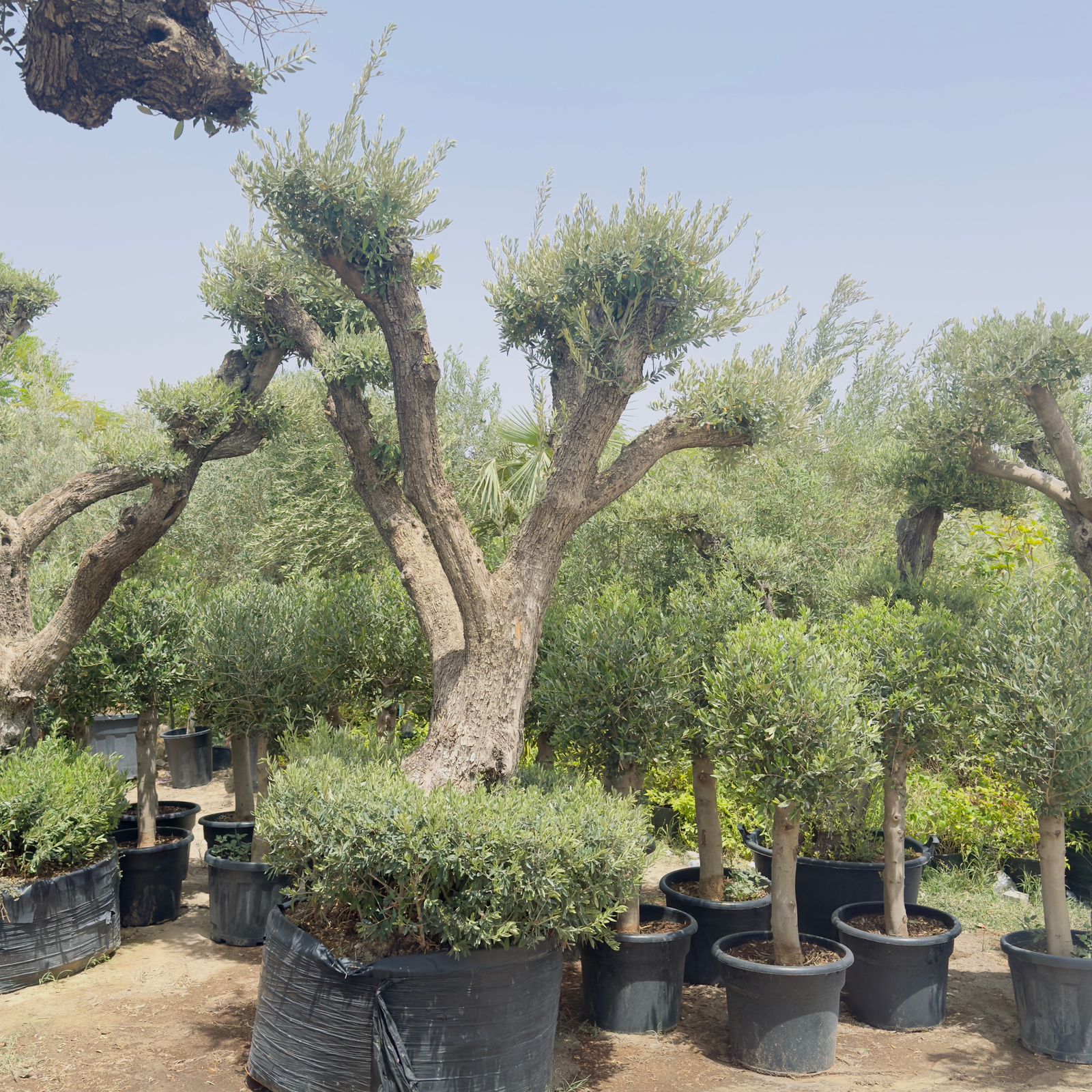 Olive Tree Bonsai Multiple Head Plants Dubai