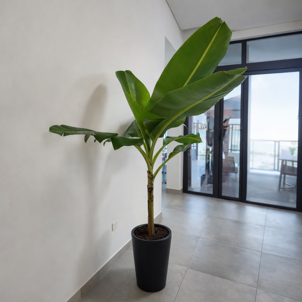 Banana Tree PROMO