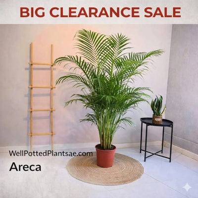 Clearance Sale Indoor Plants UAE