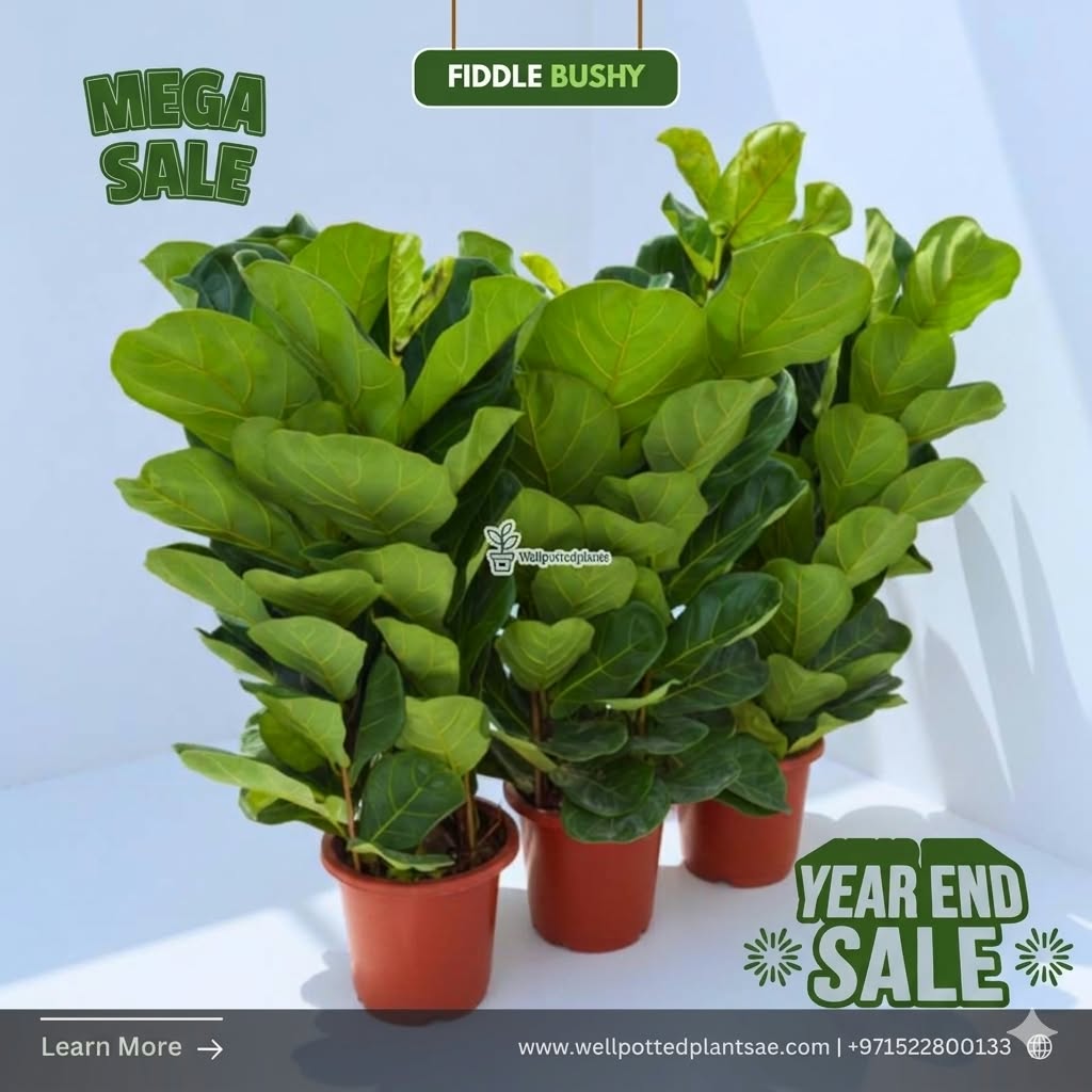 Mega Sale Fiddle