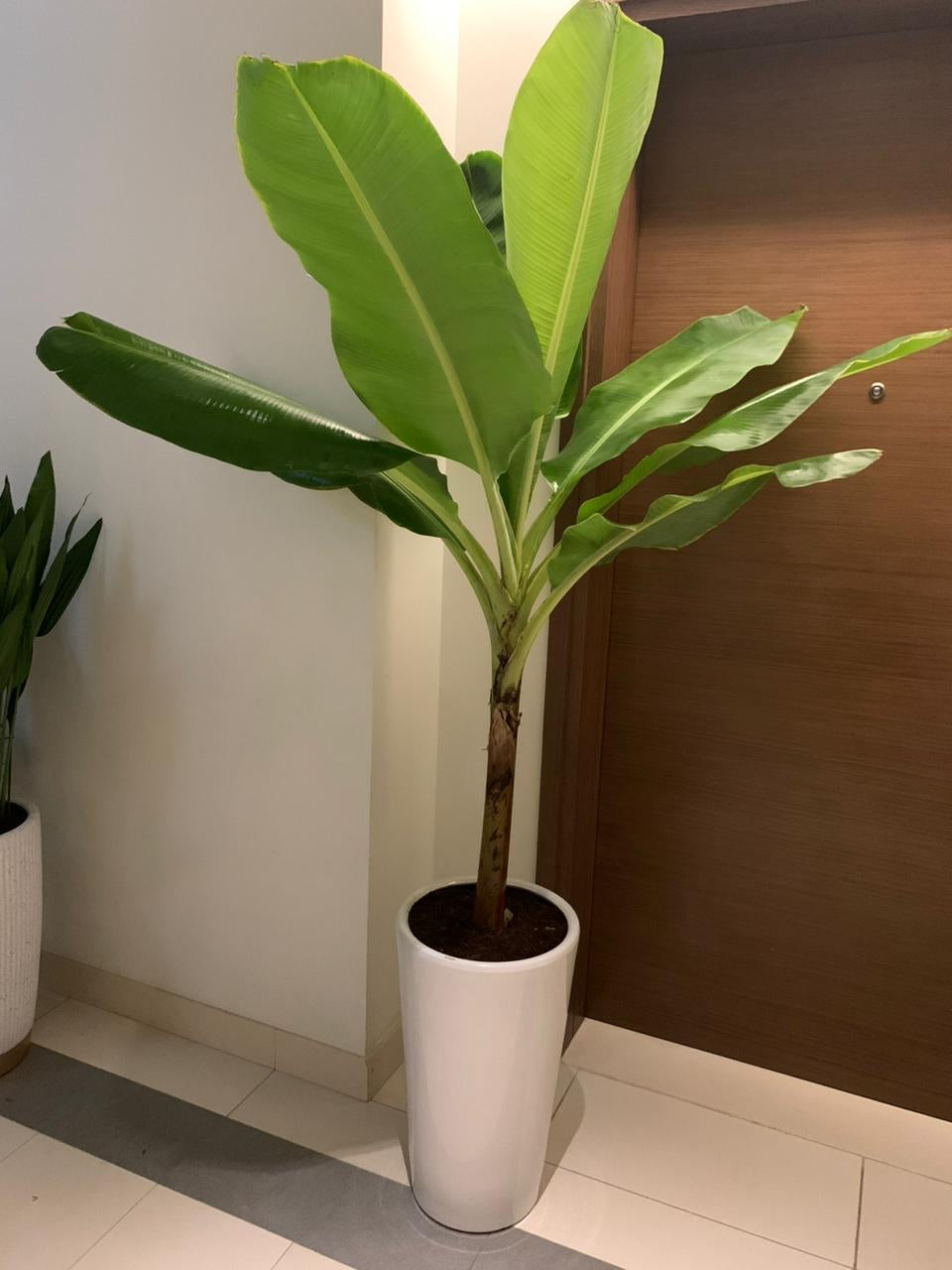 Banana Tree PROMO