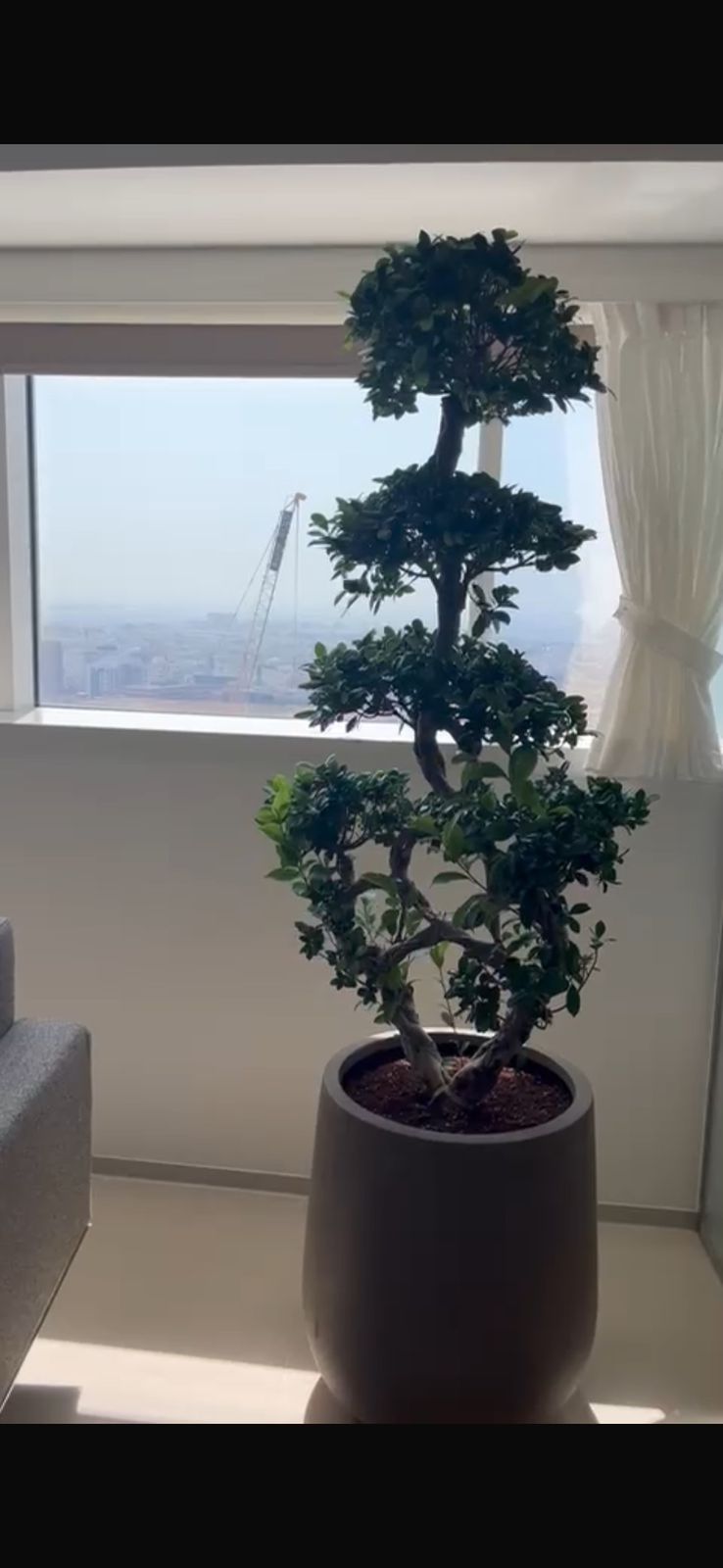Bonsai Big for Indoor or Outdoor Use Premium Plants UAE