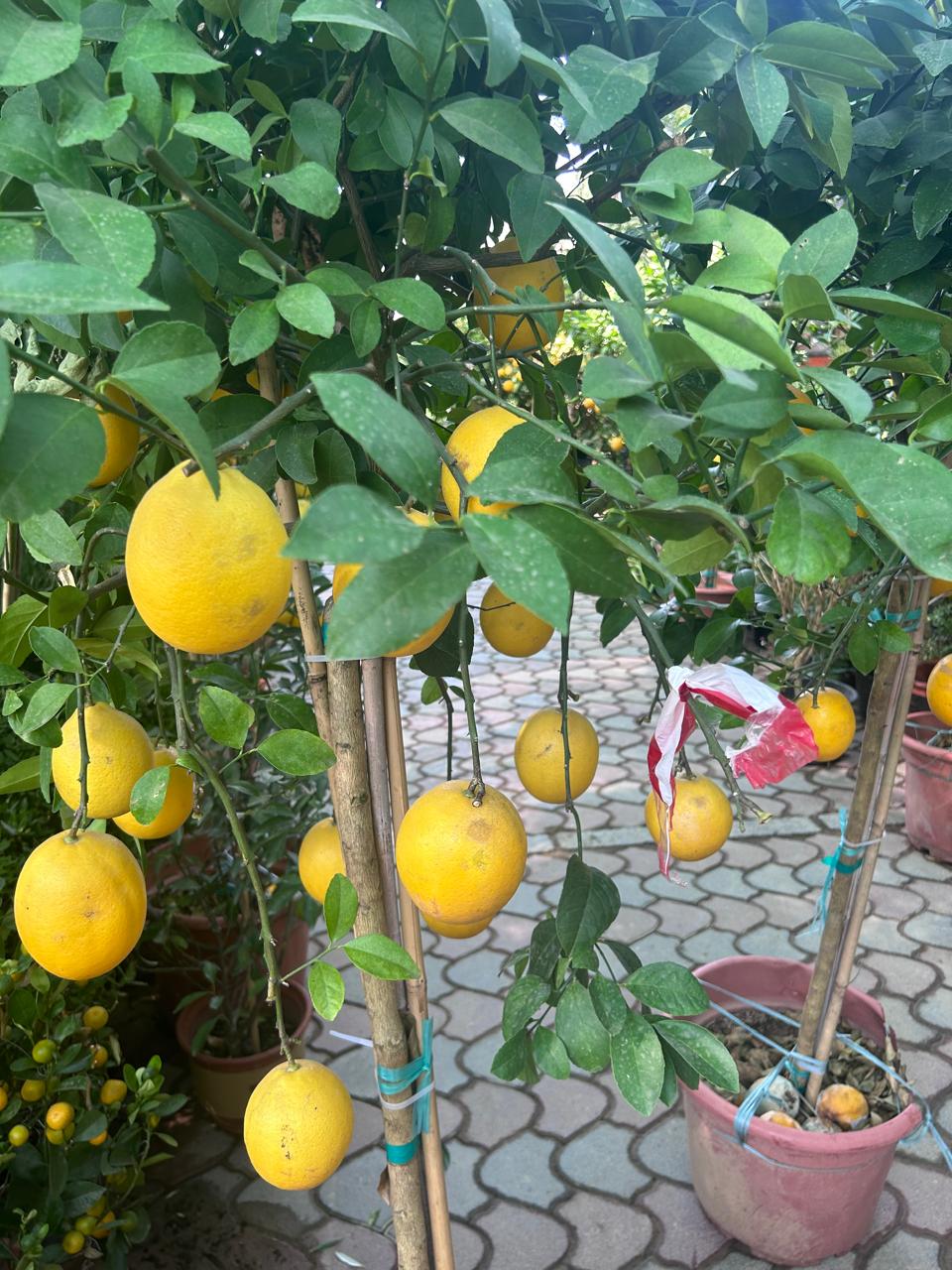 Lemon yellow in Nursery Pot Big Outdoor Plants UAE