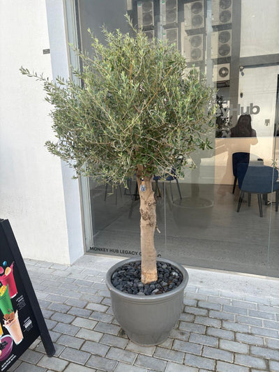 Big Olive Tree in  Premium Pot Plant UAE