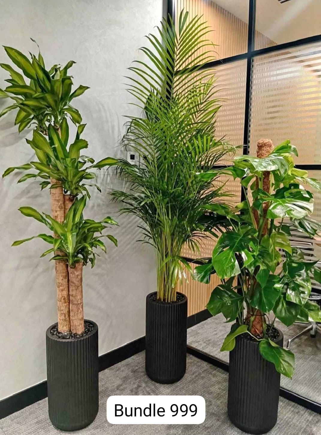 Office Plant 3pc Bundle Areca Monstera Fortune Plant