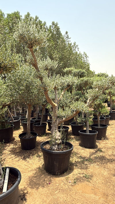 Olive Tree Bonsai Multiple Head Plants Dubai