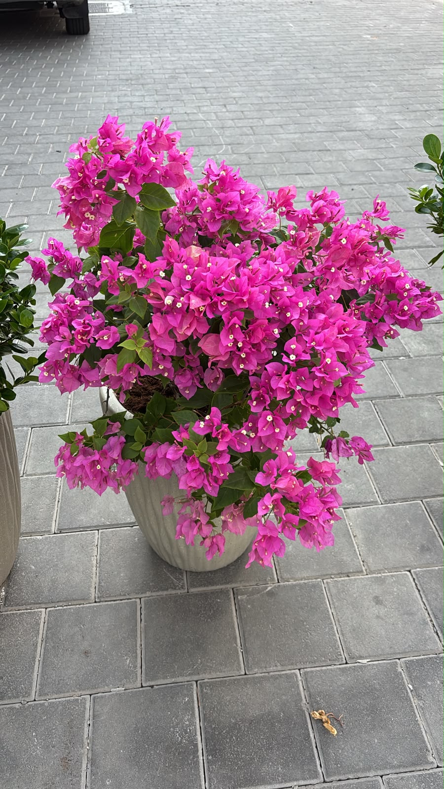 Clearance Sale Bougainvillea at 199DH
