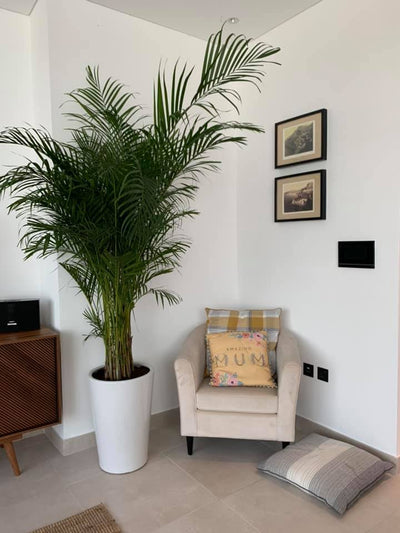 Big Areca `