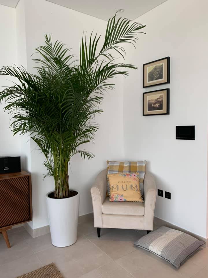 Big Areca `