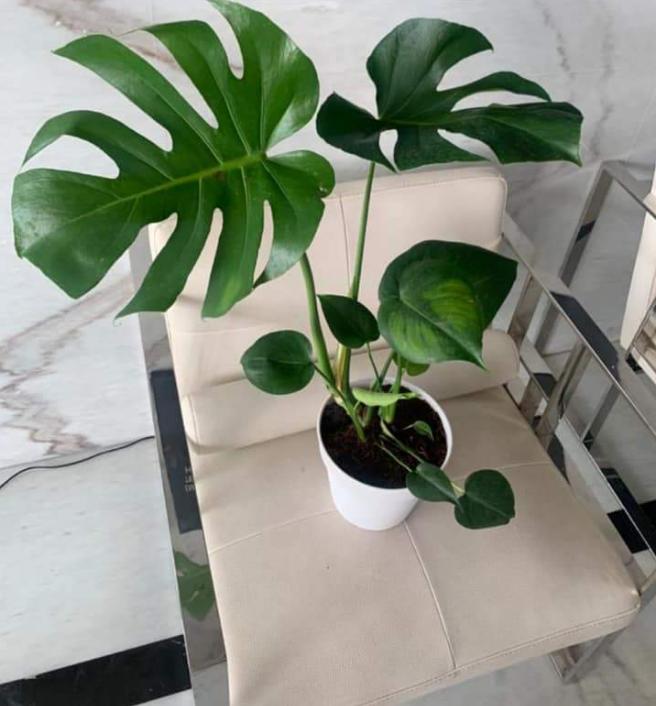 monstera  promo