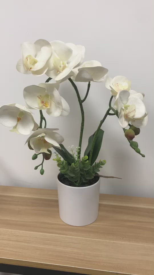 Load video: Artificial Orchid