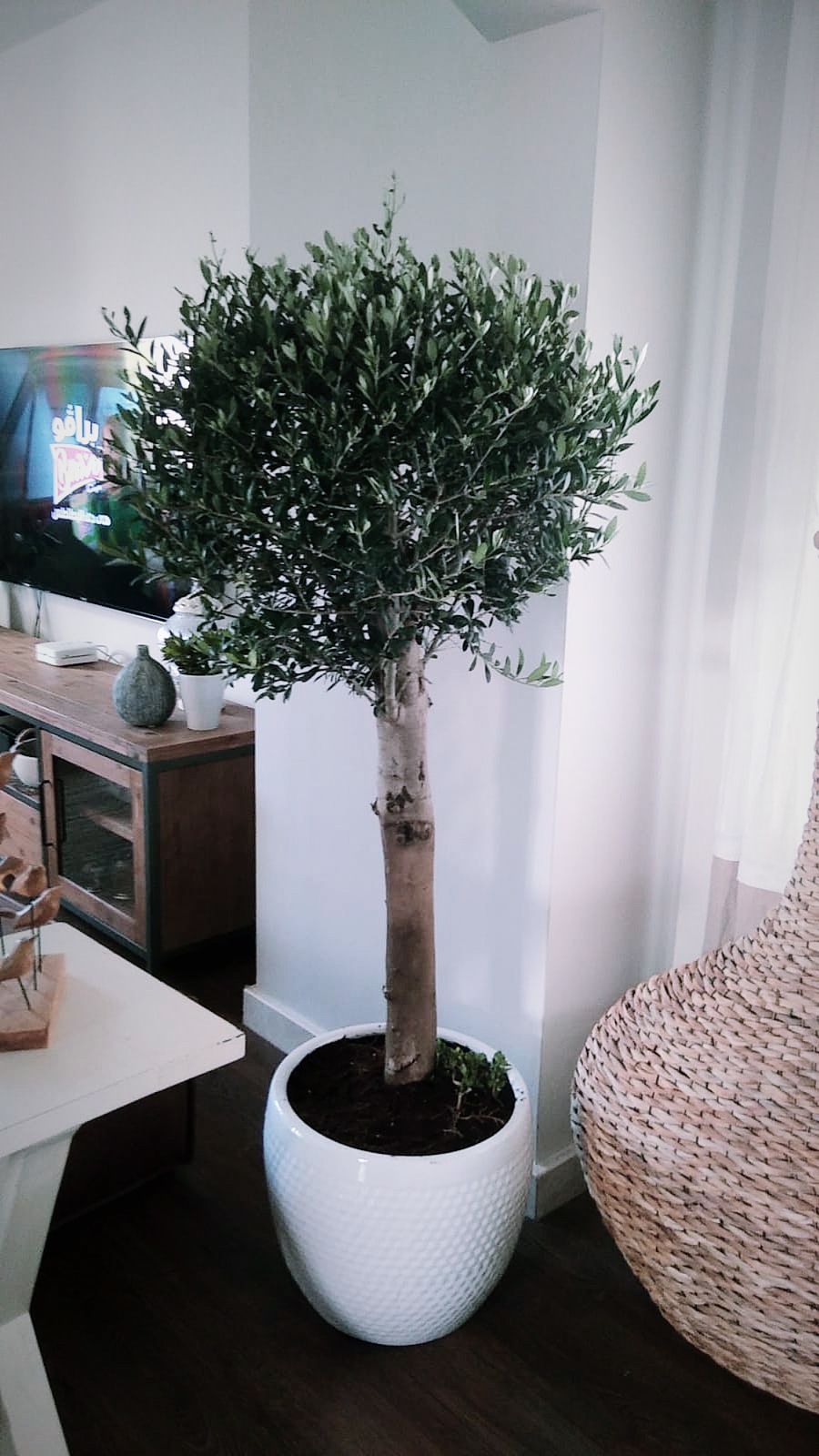Olive Tree Best Seller