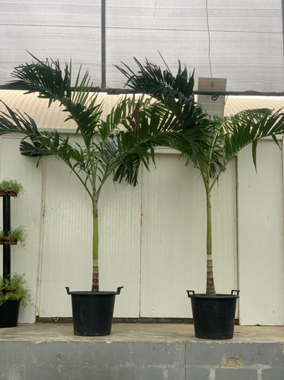 Vietchia Palm Each PROMO
