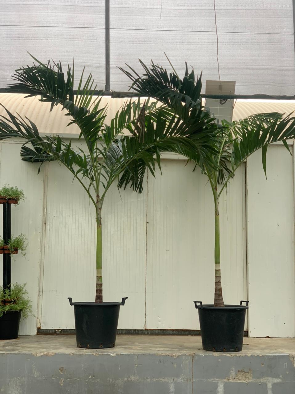 Vietchia Palm Each PROMO